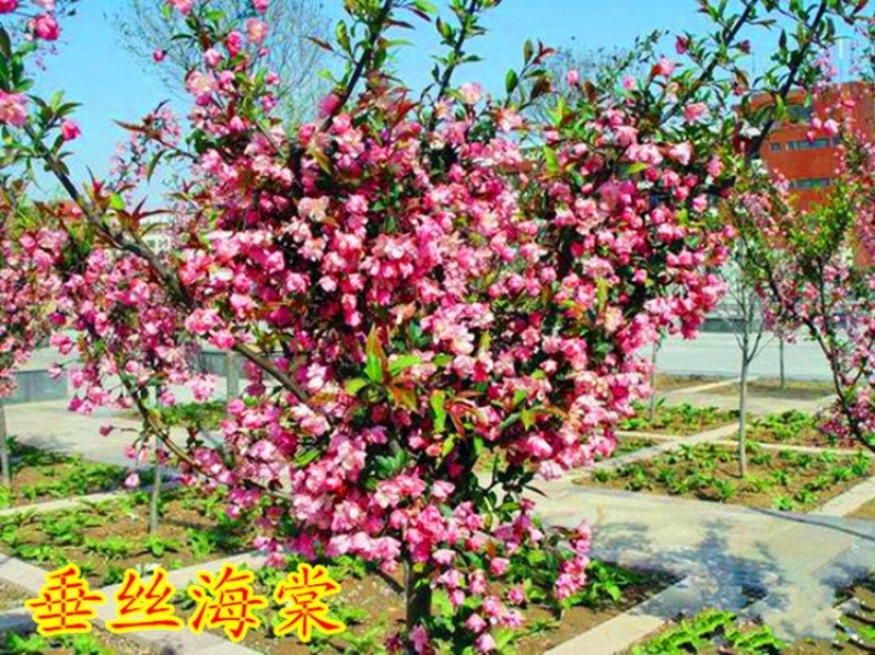 高杆西府海棠垂丝海棠北美红宝石海棠树苗绿化工程苗木庭院风