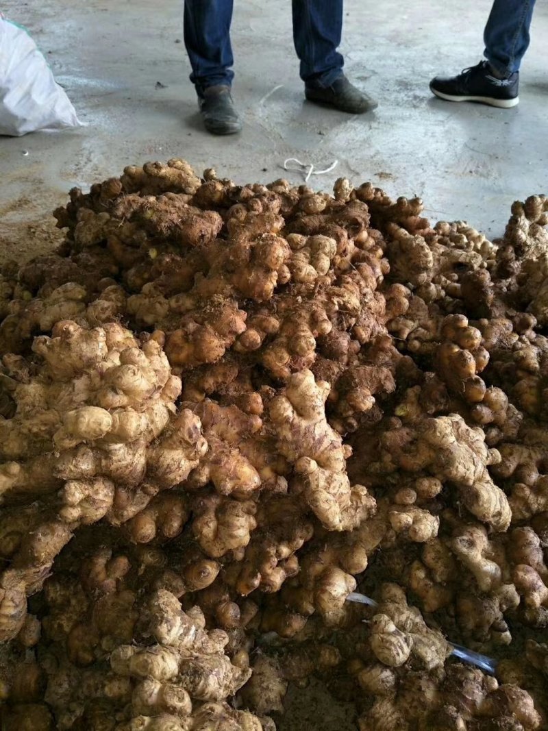 两多吨，菜姜，种姜，欢迎考察，价格面议