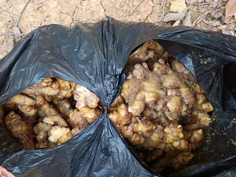 两多吨，菜姜，种姜，欢迎考察，价格面议