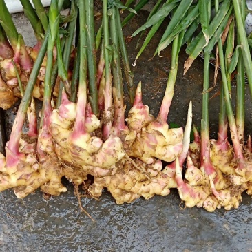 两多吨，菜姜，种姜，欢迎考察，价格面议