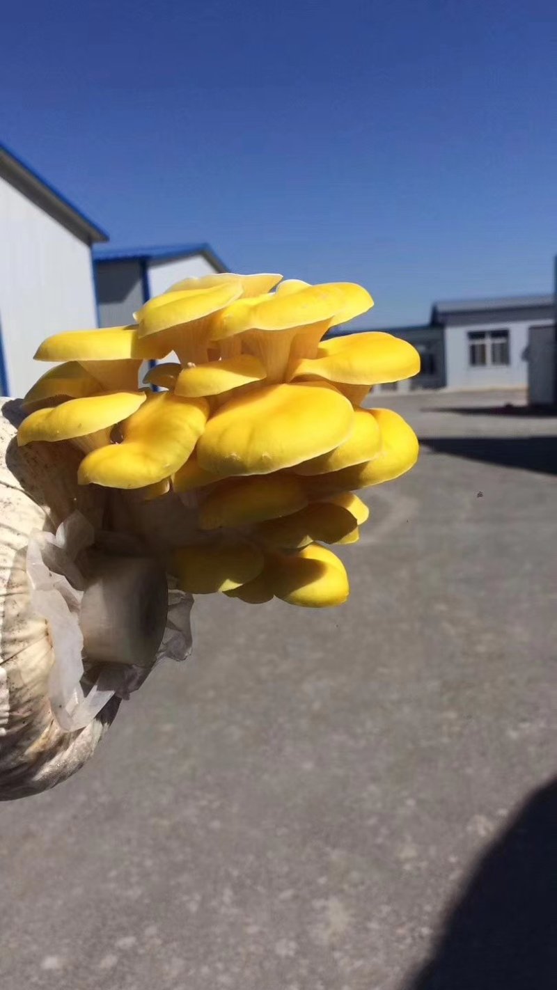 榆黄蘑菌种，优质，高产