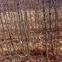 狮子头花椒苗