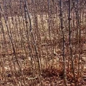狮子头花椒苗