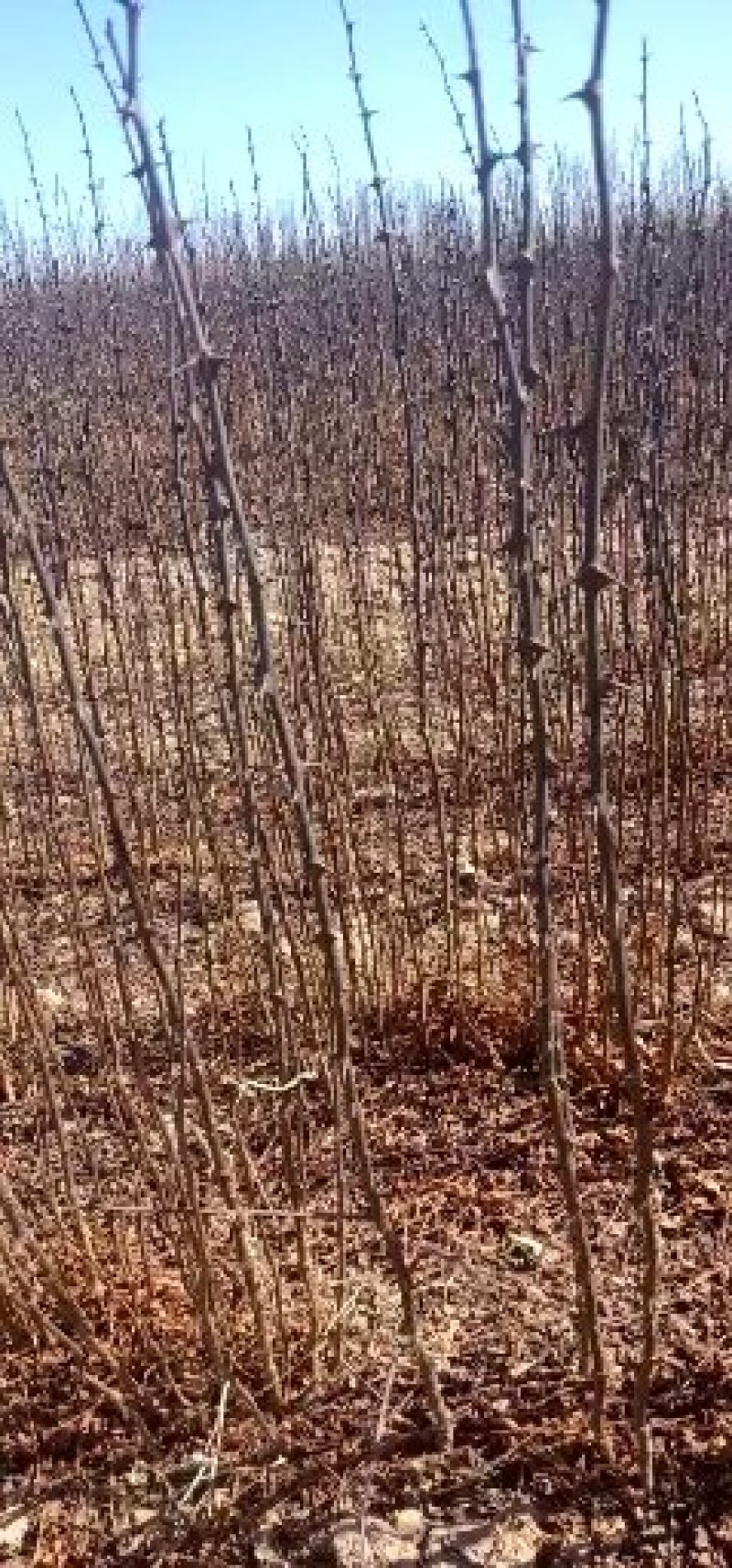 狮子头花椒苗