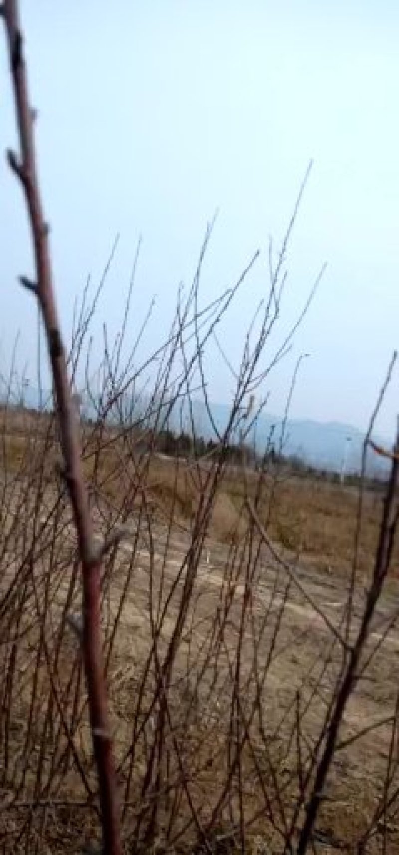矮化红富士苹果苗