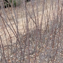 矮化红富士苹果苗