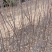 矮化红富士苹果苗
