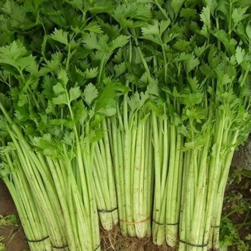 精品小香芹玻璃翠芹菜产地直供质量保证量大