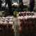 万亩黑土地三红胡萝卜808精品中条北京包～半苗胡萝卜