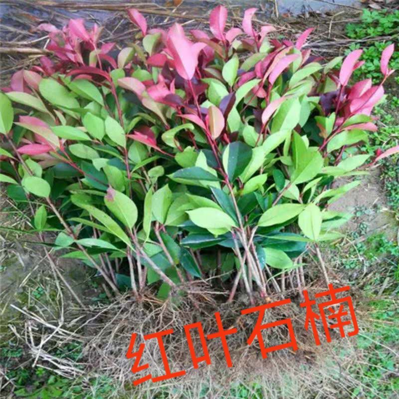红叶石楠球苗子红叶石楠树苗球形火焰红小苗四季庭院苗木园林