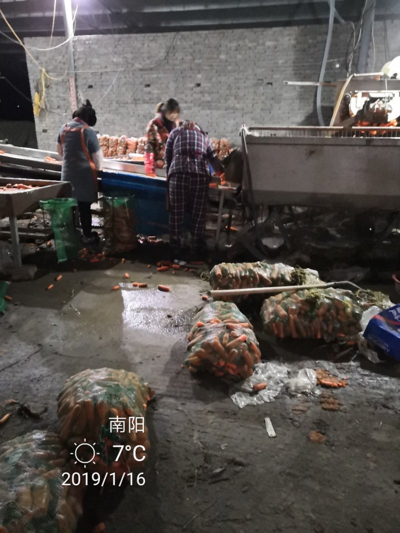 万亩黑土地三红胡萝卜808精品中条北京包～半苗胡萝卜