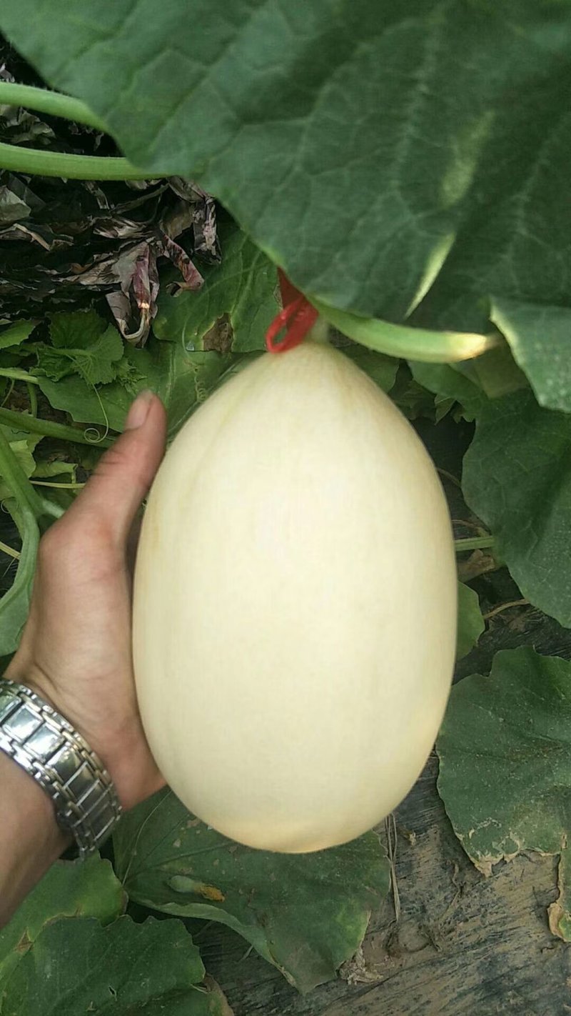 供应山东莘县红金蜜洋香瓜