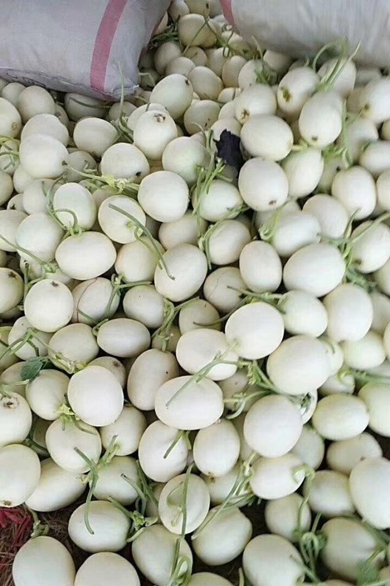 供应山东莘县红金蜜洋香瓜
