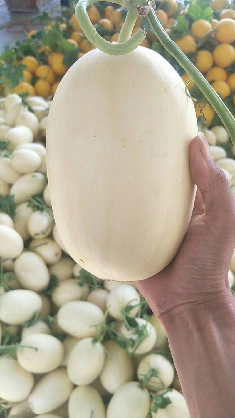 供应山东莘县红金蜜洋香瓜