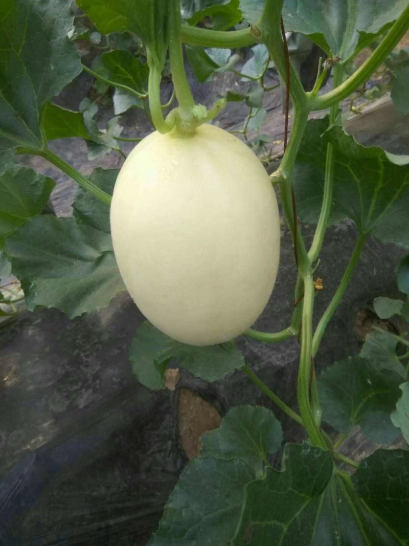 供应山东莘县红金蜜洋香瓜