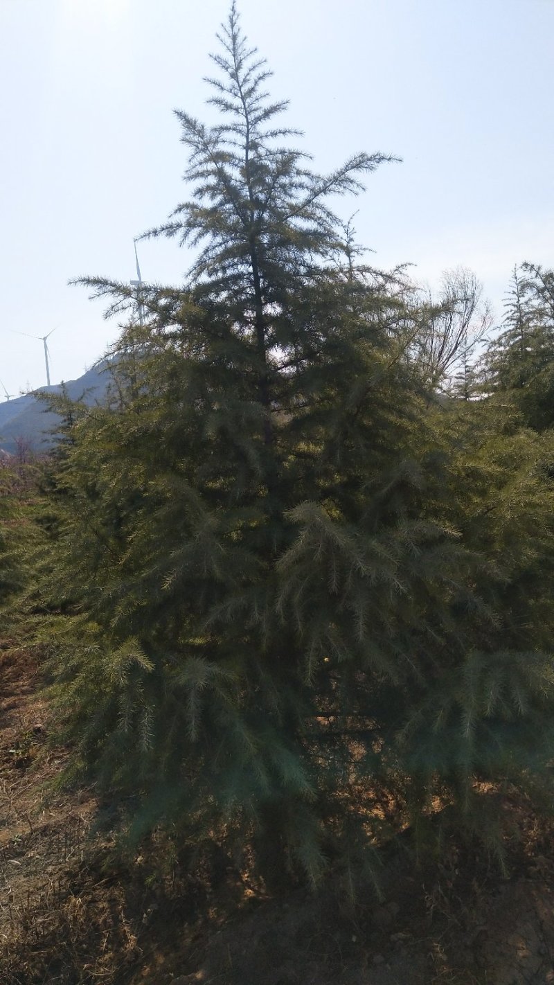 精品雪松，3-6米精品雪松，占地雪松，杯苗雪松