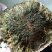 湖南农家自制外婆菜(梅干菜)纯手工制作干净无沙1斤装包邮