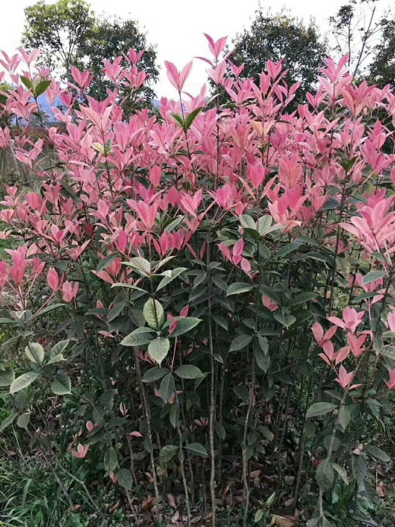 五彩桂花大量出售五彩珍珠桂花彩叶植物桂花树苗彩色桂花金桂
