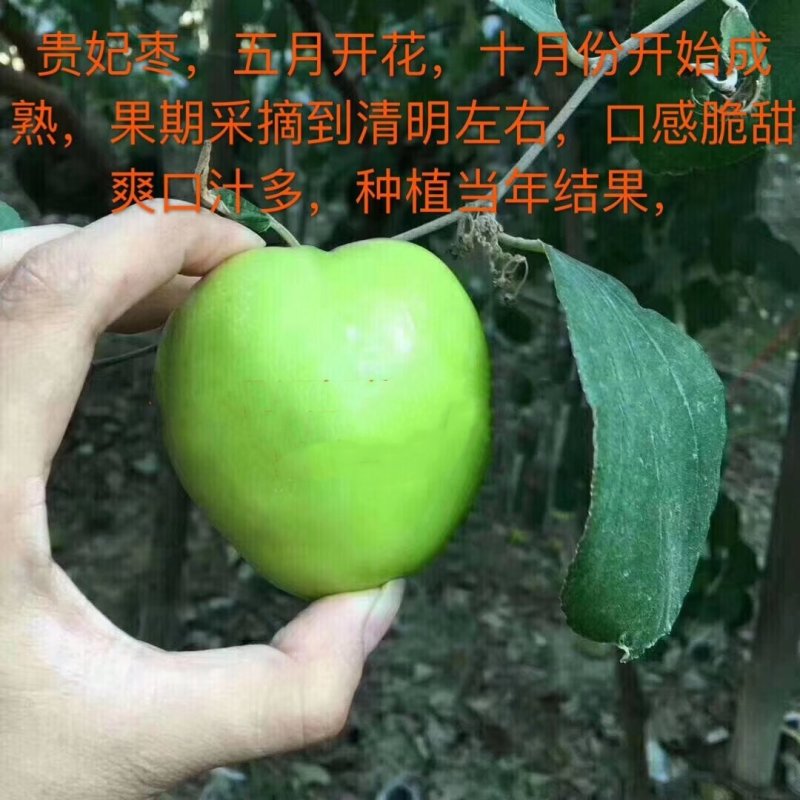 正宗台湾大青枣苗出售，基地直发量大从优