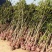 桂花3一5公分！质量好价格美