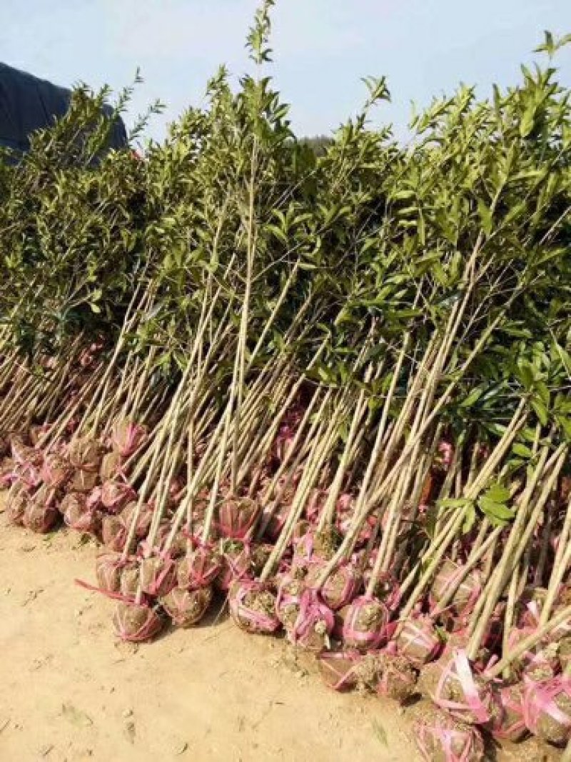 桂花3一5公分！质量好价格美
