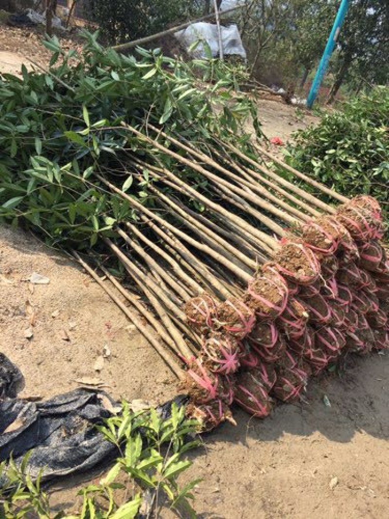桂花3一5公分！质量好价格美