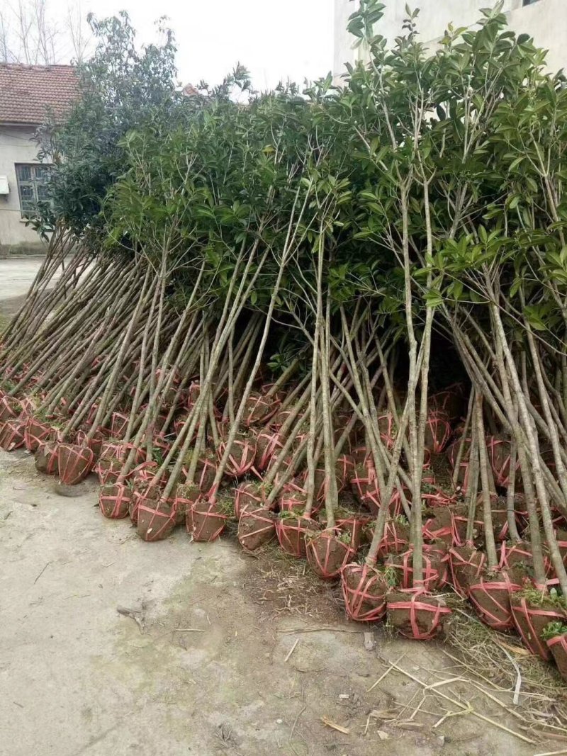桂花3一5公分！质量好价格美