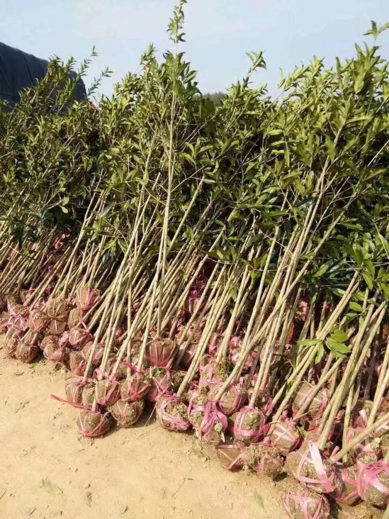 桂花3一5公分！质量好价格美