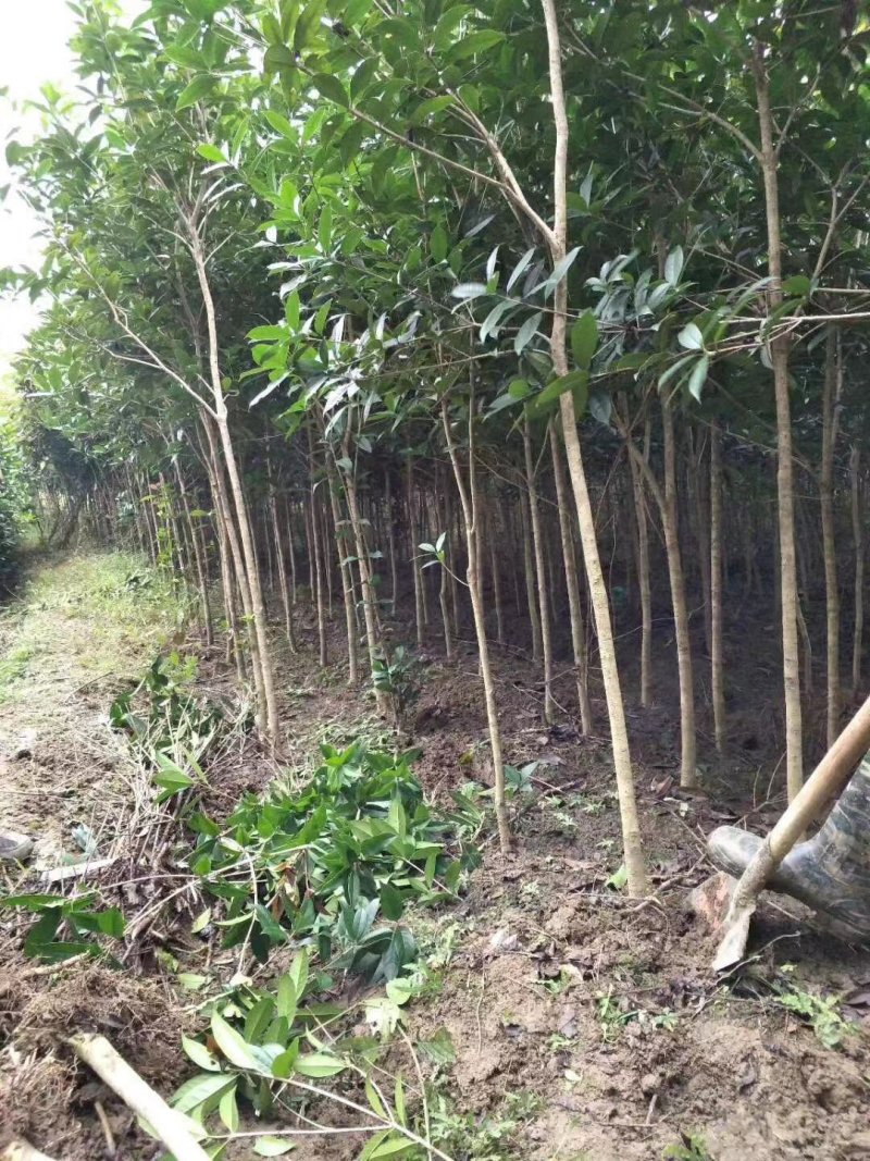桂花3一5公分！质量好价格美