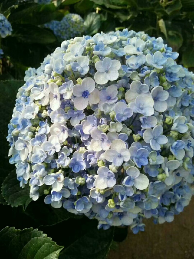 【精品】云南无尽夏绣球苗，八仙花苗，欢迎选购，量大从优