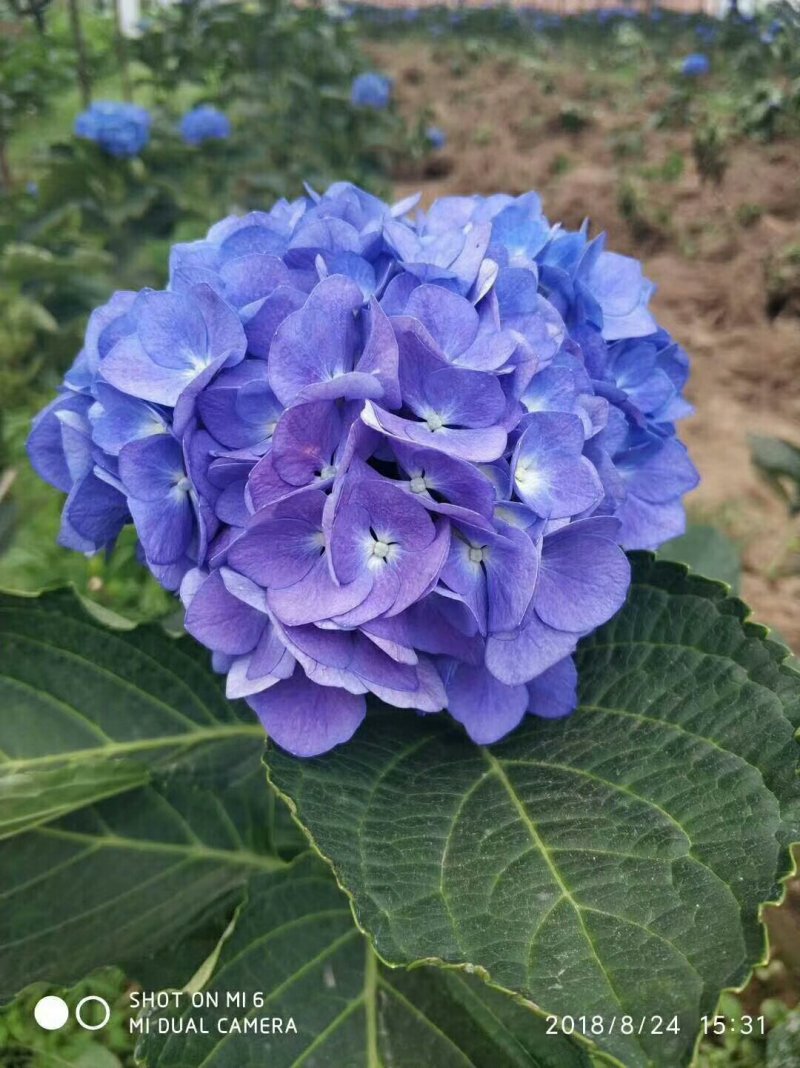 【精品】云南无尽夏绣球苗，八仙花苗，欢迎选购，量大从优