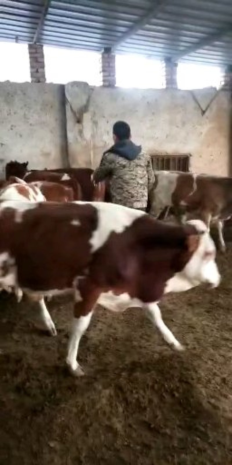 西门塔尔牛犊改良品种肉牛犊价格便宜要的联系