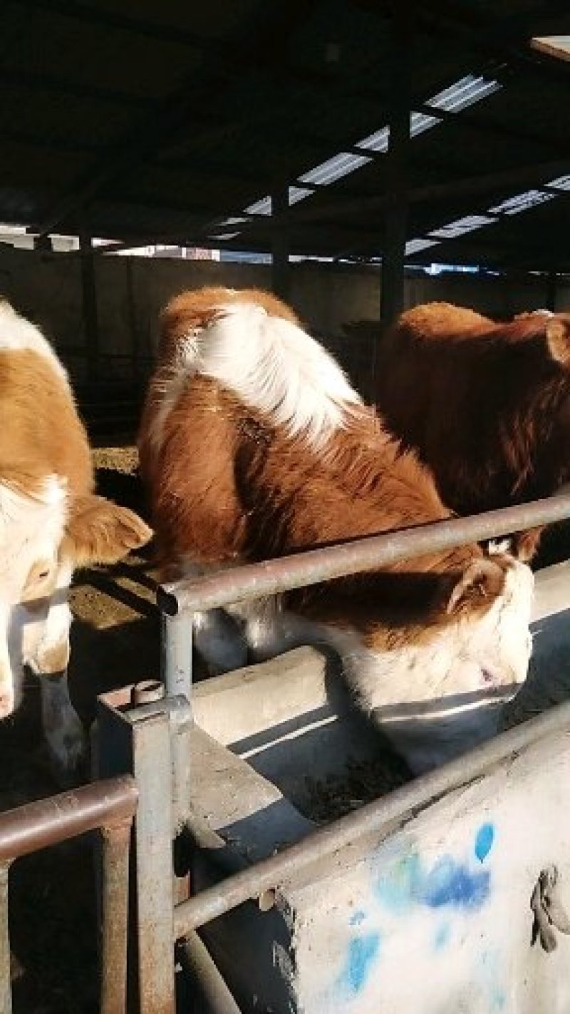 西门塔尔牛犊改良品种肉牛犊价格便宜要的联系