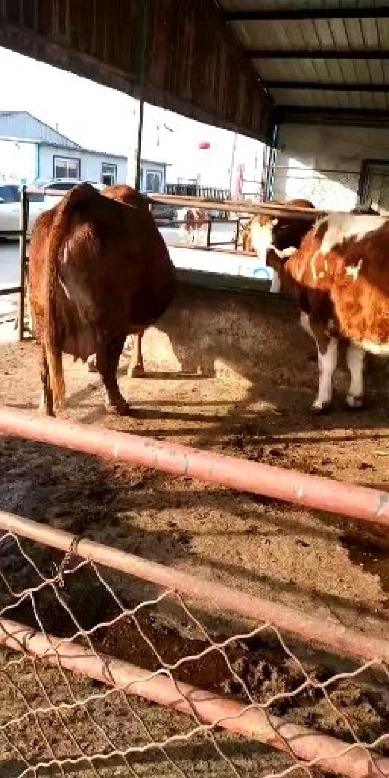 西门塔尔牛犊改良品种肉牛犊价格便宜要的联系