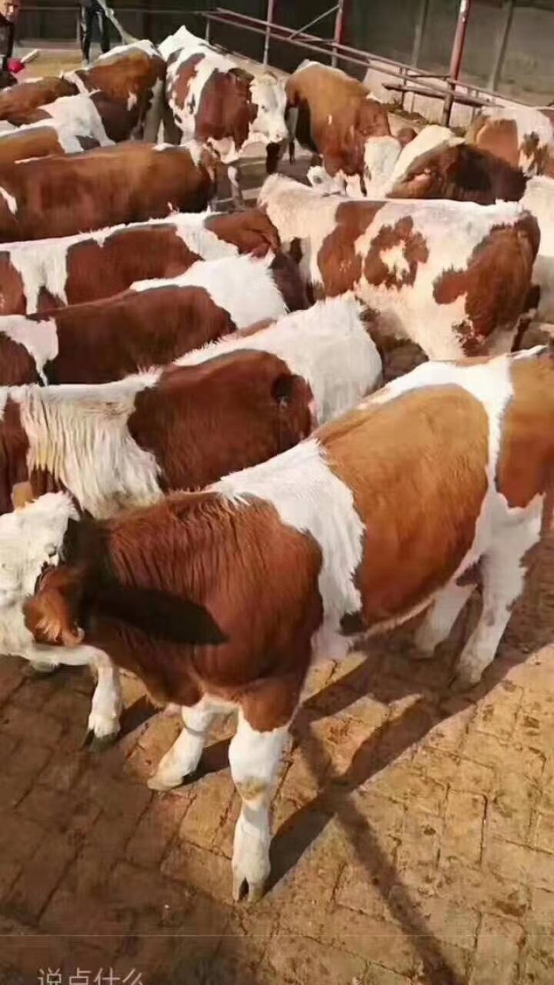 西门塔尔牛犊改良品种肉牛犊价格便宜要的联系