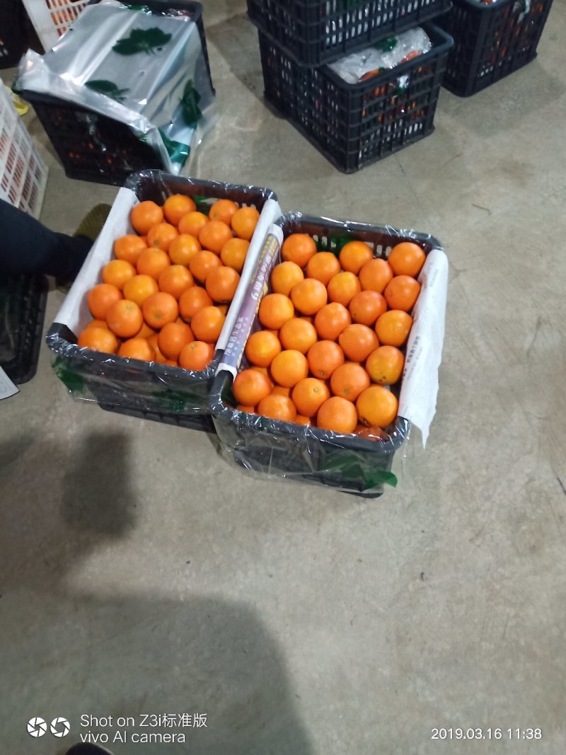 崀山脐橙7904脐橙新宁优质脐橙基地
