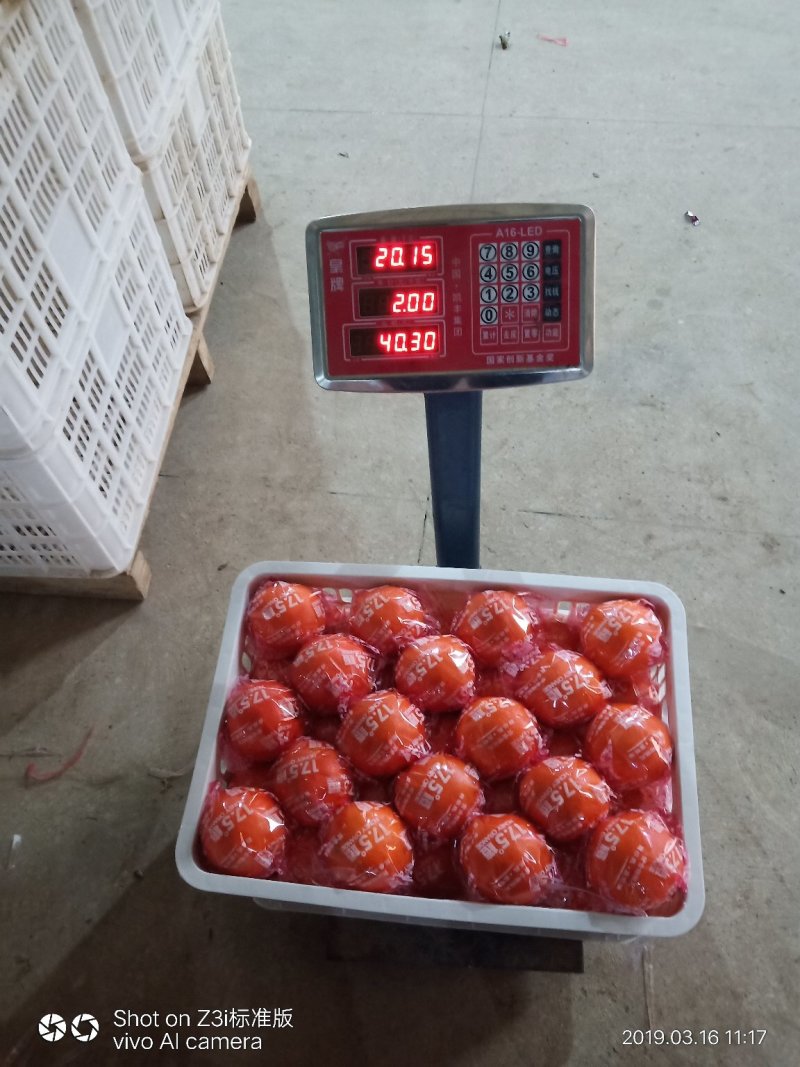 崀山脐橙7904脐橙新宁优质脐橙基地