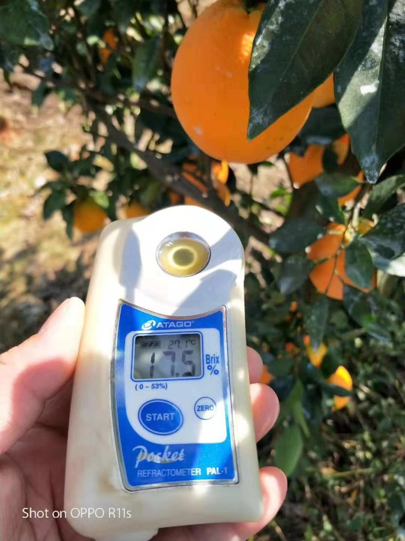 崀山脐橙7904精品脐橙