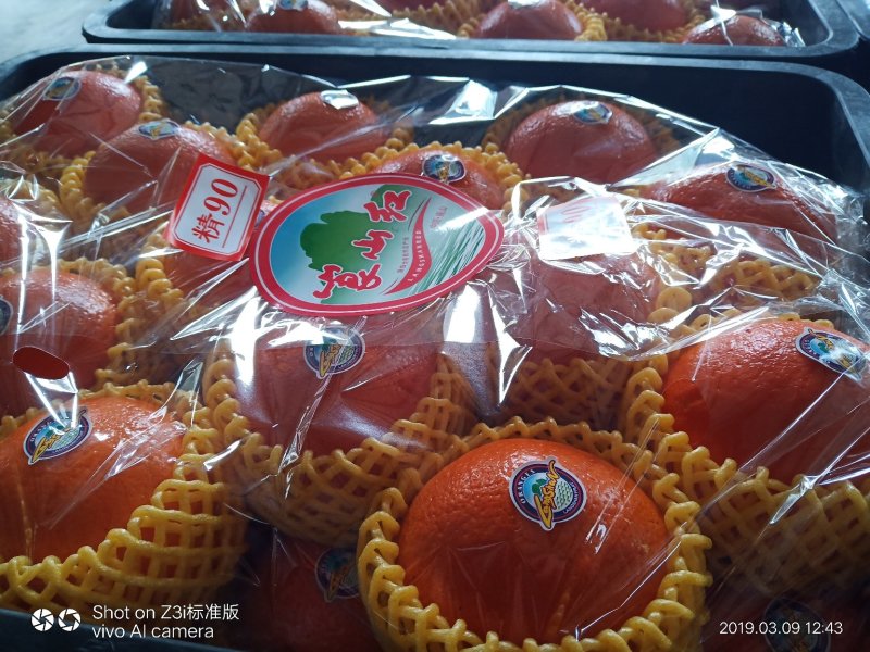 崀山脐橙7904精品脐橙