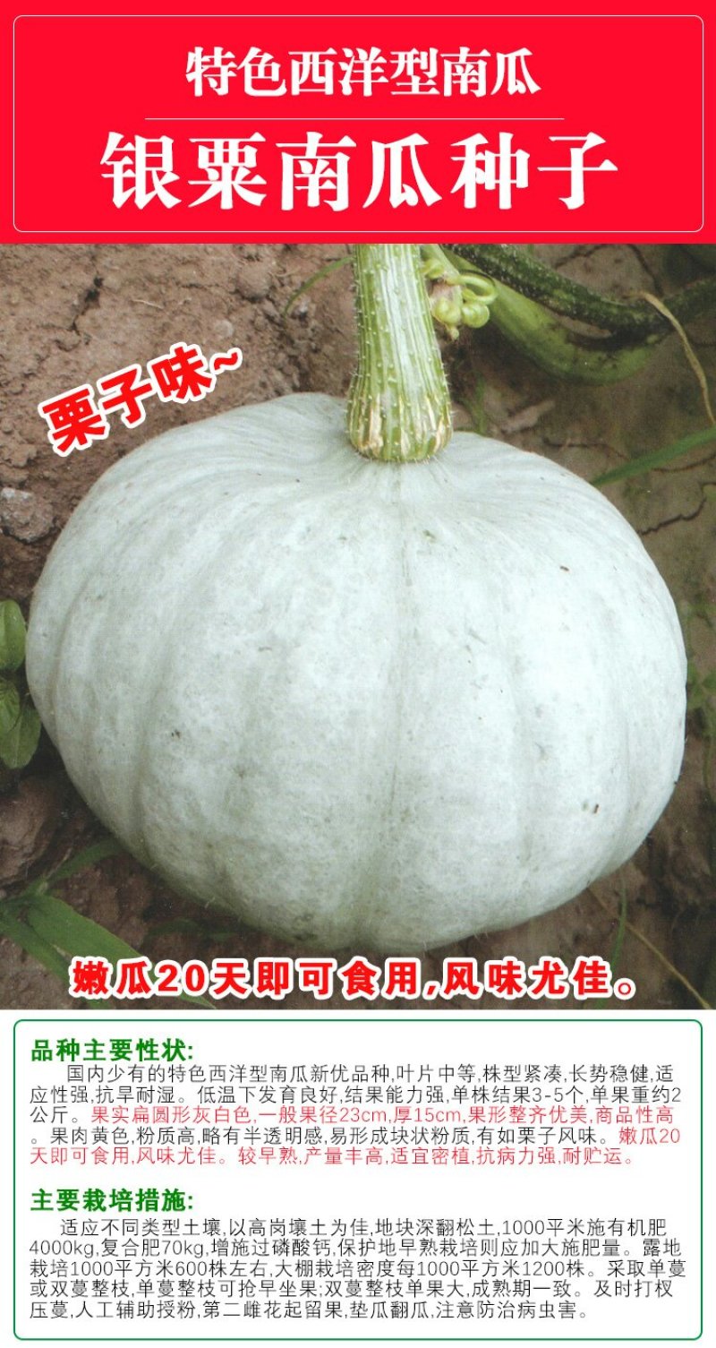 银板栗南瓜种子美栗银泉正品10克