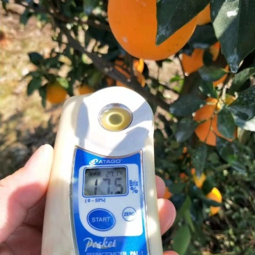 纽荷尔精品脐橙优质脐橙基地