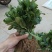 大叶冬青苗10~20cm
