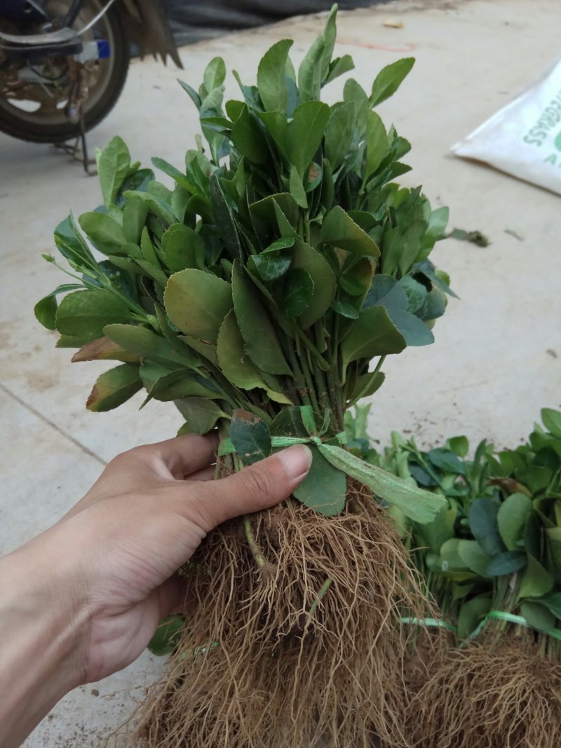 大叶冬青苗10~20cm