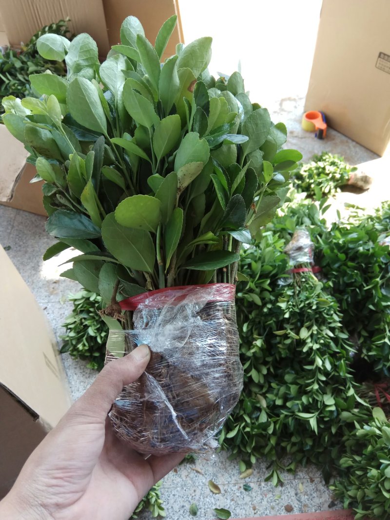 大叶冬青苗10~20cm