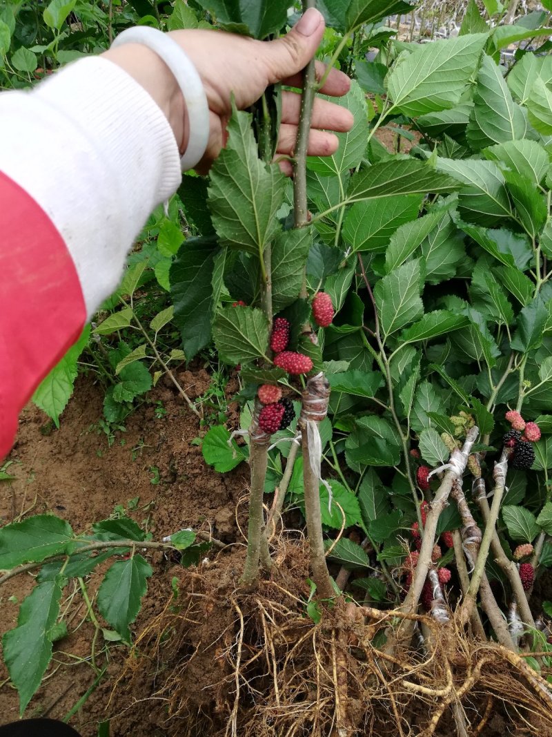 优质台湾四季长果桑，大果桑树苗，基地直发，成活率高