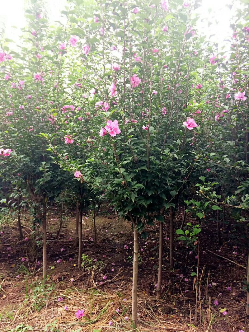 苗圃直销：2-5cm木槿.红花木槿