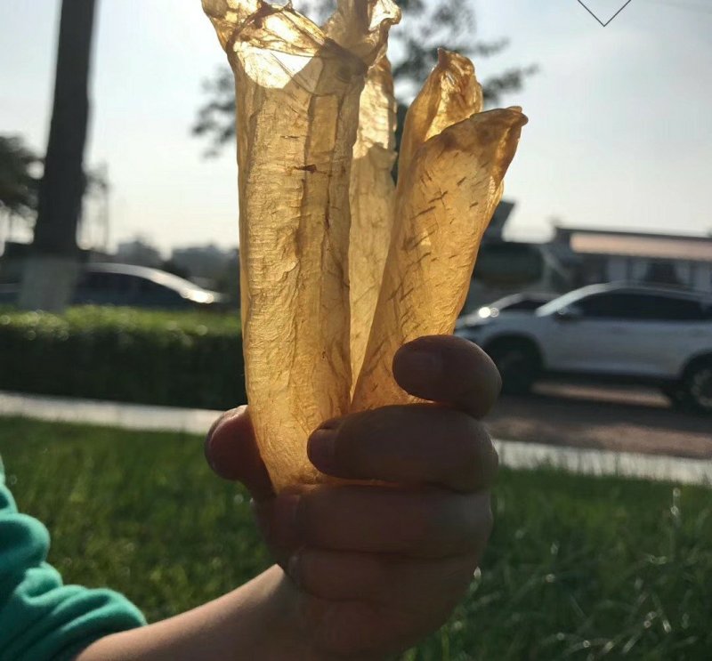 黄花筒黄鱼胶60头