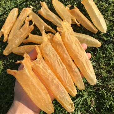 黄花筒黄鱼胶60头
