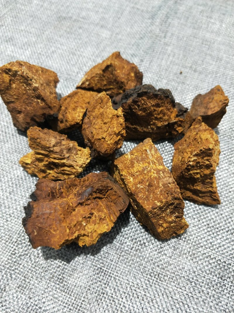 桦树茸【白桦茸】
