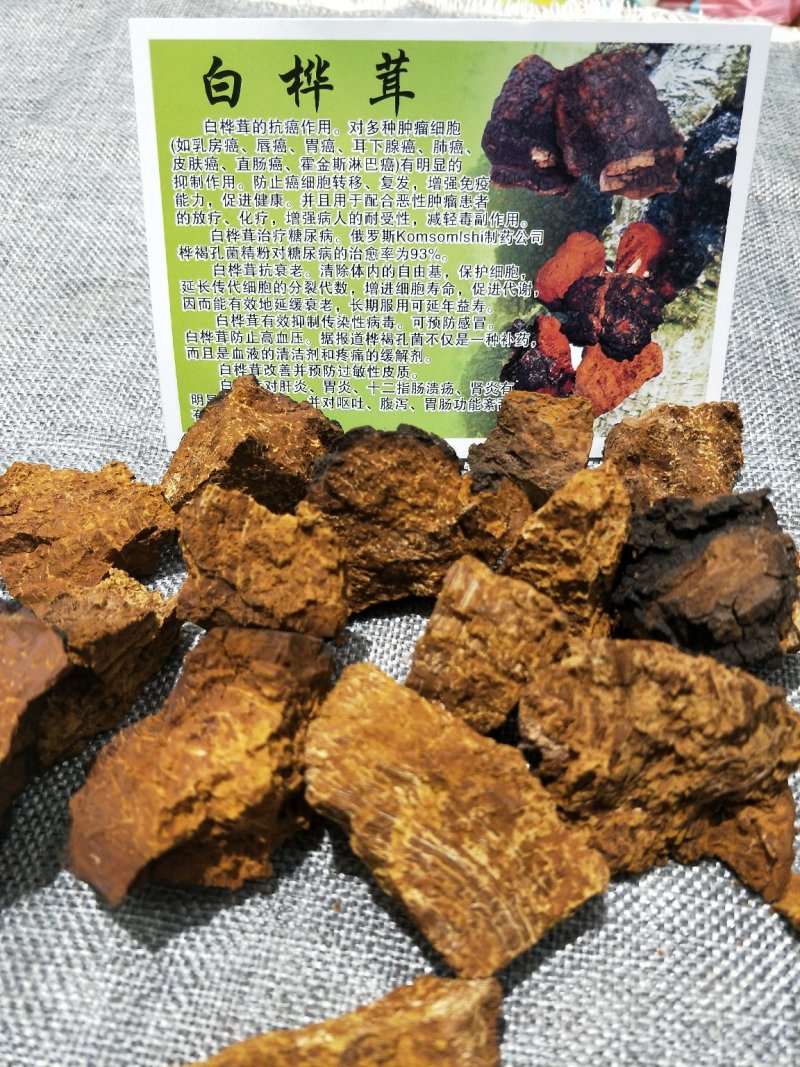 桦树茸【白桦茸】
